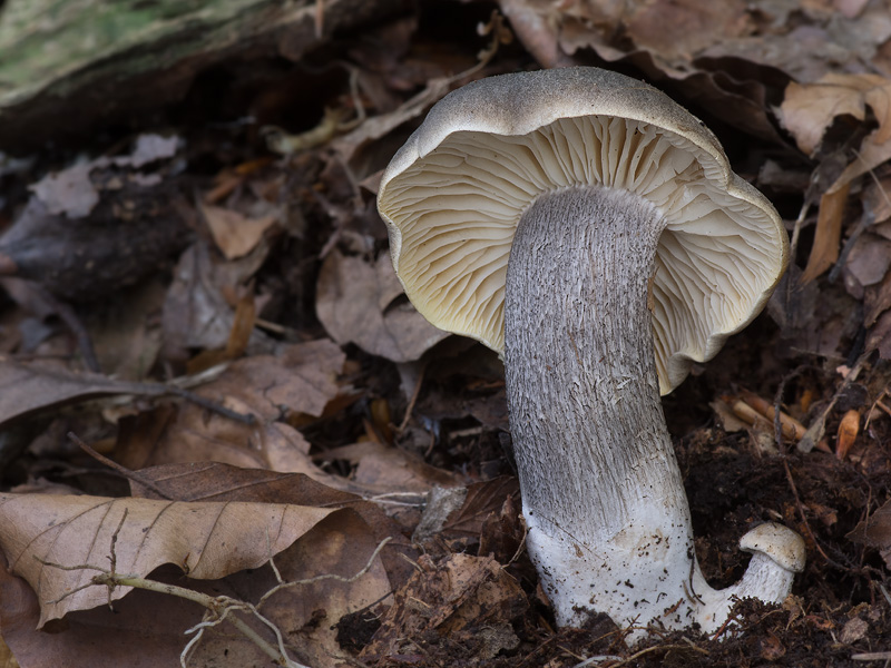 Tricholoma saponaceum